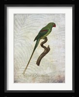 Parrot Jungle III Framed Print