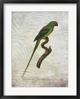 Parrot Jungle III Fine Art Print