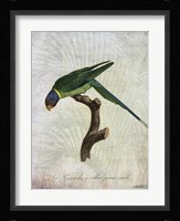 Parrot Jungle IV Framed Print