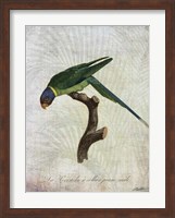 Parrot Jungle IV Fine Art Print