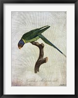 Parrot Jungle IV Fine Art Print
