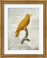 Parrot Jungle V Fine Art Print