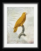 Parrot Jungle V Framed Print