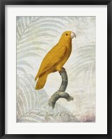 Parrot Jungle V Fine Art Print