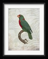Parrot Jungle VI Framed Print