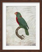 Parrot Jungle VI Fine Art Print