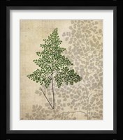 British Ferns I Framed Print