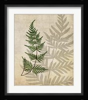British Ferns III Framed Print
