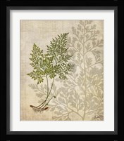 British Ferns IV Framed Print