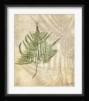 British Ferns V Framed Print