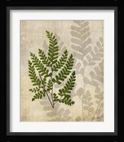 British Ferns VI Framed Print