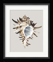 Black Murex Framed Print
