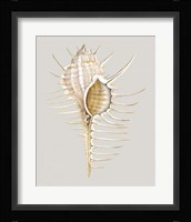 Spiney Murex Framed Print
