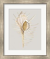 Spiney Murex Fine Art Print