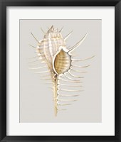Spiney Murex Framed Print