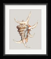 Spider Conch Framed Print