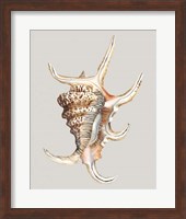 Spider Conch Fine Art Print