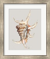 Spider Conch Fine Art Print