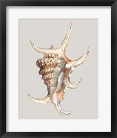 Spider Conch Framed Print