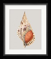 Giant Triton Framed Print