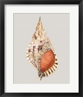 Giant Triton Framed Print