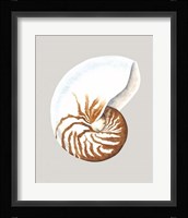 Nautilus Framed Print