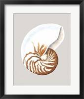 Nautilus Framed Print