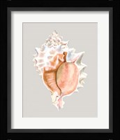 Pink Murex Framed Print