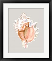 Pink Murex Framed Print
