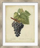 Antique Bessa Grapes I Fine Art Print