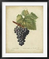 Antique Bessa Grapes I Fine Art Print