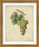 Antique Bessa Grapes II Fine Art Print