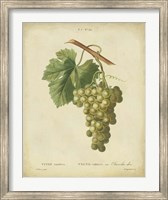 Antique Bessa Grapes II Fine Art Print