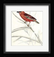Rustic Aviary IV Fine Art Print