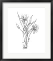Botanical Sketch III Fine Art Print