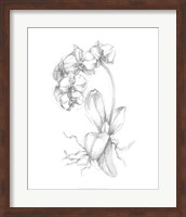Botanical Sketch V Fine Art Print