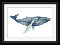 The Whale's Song II Framed Print