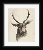 Watercolor Animal Study I Framed Print