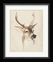 Watercolor Animal Study IV Framed Print