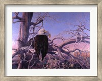 Bald Eagles Fine Art Print