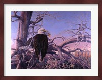 Bald Eagles Fine Art Print