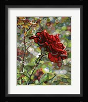 Last Rose Of Summer Fine Art Print