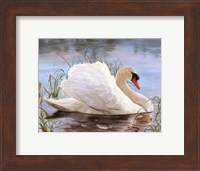 Swan Fine Art Print