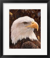 Eagle Fine Art Print