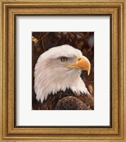 Eagle Fine Art Print