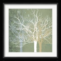 Quiet Forest Framed Print