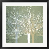 Quiet Forest Framed Print