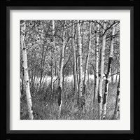 Birch Forest Fine Art Print