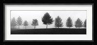 Tree Line Framed Print
