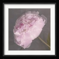 Fleur Fine Art Print